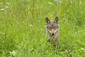 Gray wolf in a field Germany