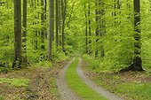 Path in beech tree forest Germany