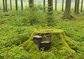 Mossy tree trunk with mushrooms in spruce forest Germany