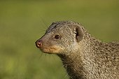Mongoose - Namibia ; Banded Mongoose (Mungos mungo). Harnas Wildlife Foundation, Namibia.