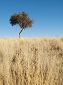 Namibia ; Namibia - Bushman grass (Stipagrostis sp.) and lone tree. Hardap Recreation Resort, Namibia.