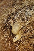 Cape cobra Social-weaver - South Africa ; Cape Cobra (Naja nivea) - Raiding a huge communal nest of Sociable Weavers (Philetairus socius). Its venom is neurotoxic and fatal in humans. Kalahari Desert, Kgalagadi Transfrontier Park, South Africa.