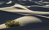 Prosopis - Californie Vallée de la Mort ; Detail of the Mesquite Flat Sand Dunes with a Honey Mesquite (Prosopis glandulosa torreyana) tree in the Death Valley. Death Valley National Park, California, USA.