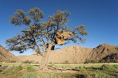 Acacia Républicain social - Namibie ; Namibia - Huge communal nest of Sociable Weavers (Philetairus socius) in a Camelthorn Tree (Acacia erioloba). In the Tirasberge at the edge of the southern Namib Desert, Namibia.