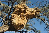 Camel thorn acacia Social-weaver - Namibia ; Namibia - Huge communal nest of Sociable Weavers (Philetairus socius) in a Camelthorn Tree (Acacia erioloba). In the Tirasberge at the edge of the southern Namib Desert, Namibia.