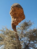 Social-weaver nest in Camel thorn acacia Namibia ; Namibia - Huge communal nest of Sociable Weavers (Philetairus socius) in a Camelthorn Tree (Acacia erioloba) at the dry Olifants riverbed. Kalahari Desert, Namibia.