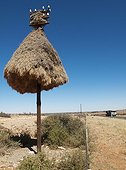 Républicain social - Cap-du-Nord ; South Africa - Huge communal nest of Sociable Weavers (Philetairus socius) at a telephone pole at the N14 road a few kilometers east of the town of Upington. Kalahari Desert, Northern Cape province, South Africa.