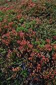 Bearberry  heather and whotleberry in Catalonia  Spain