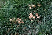 Fairy ring mushrooms in Catalonia  Spain