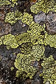 World map lichen in Catalonia  Spain