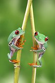 Red-eyed Tree Frogs climbing a branch