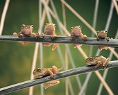 White-lipped Tree Frogs sitting on a blade of grass