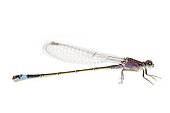 Blue-tailed damselfly immature female of A type in studio