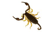 European yellow tailed scorpion in studio