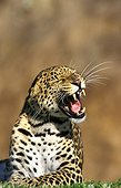 Leopard - Kenya