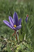Saffron flower Largentire France