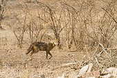 Golden jackal walking in Ranthambore NP India