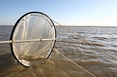 Glass eel fishing in the estuary of the Loire France ; Elver fishing in the estuary of the Loire by Alain Méresse professional fisherman 