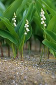 Lily of the valley flower in the Nantes region France  ; Plants 2 years 