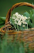 Lily of the valley in a basket in the Nantes region France 