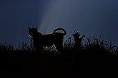 Silhouette Leopard and young Kgalagadi South Africa