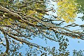 Roots and leaves of alder swamp Lavours Bugey France 