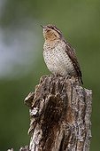 Wryneck on a dead trunk Ebre Valley Spain