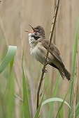 Great reed warbler singing on a stem Spain
