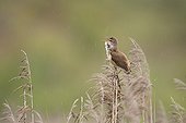Great reed warbler singing on a reed Spain