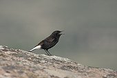 Male Black wheatear singing on a rock Spain