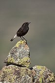 Male Black wheatear on a rock Spain