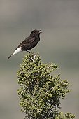Male Black wheatear singing on a bush Spain