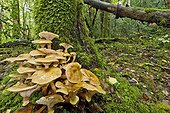 Honey mushroom on trunk Valromey Jura France 