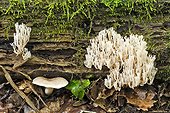 Candelabra Coral fungus on dead wood Valromey Jura France 
