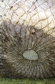 Detail of a tree with his meshed clod 