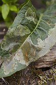 Cabbage leaf with cabbage maggot damages