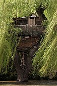 Shed on a weeping willow over a river