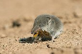 Musaraigne musette mangeant un insecte Espagne