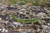 European Green lizard on a rock covered with lichens Spain