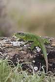 European Green lizard on a rock covered with lichens Spain
