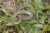 Western three-toed skink on leaves Spain