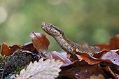 Asp viper on leaves Spain