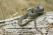 Montpellier snake on a dead tree stump - Spain