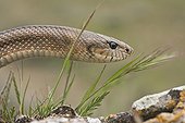 Portrait of a Ladder snake Spain