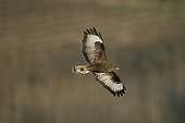 Common Buzzard in flight Ebro Valley Spain