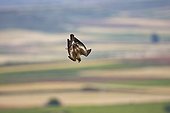 Booted eagle in diving flight Spain