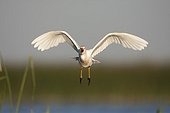 Cattle Egret in flight Laguna de las Cañas Spain