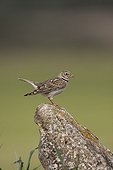 Calandra lark on a rock Spain