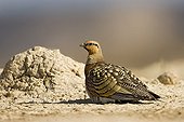 Pin-tailed sandgrouse on the ground Spain