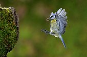 Blue Tit in flight arrival at the nest with prey France 